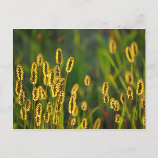 leuchtendes Gras - Postkarte (Vorderseite)