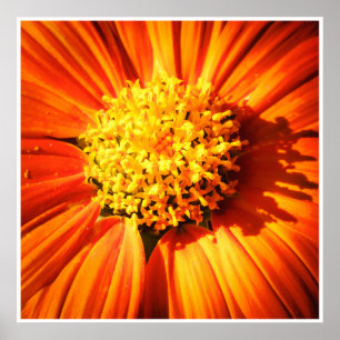 Leuchtendes Orangen-Blumen-Makro-Wandkunst-Druckfo Poster
