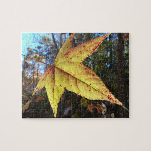 Leuchtendes Sweetgum-Blatt im Wald