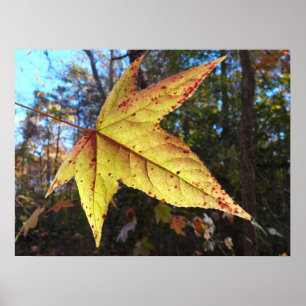 Leuchtendes Sweetgum-Blatt im Wald Poster