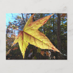 Leuchtendes Sweetgum-Blatt im Wald Postkarte