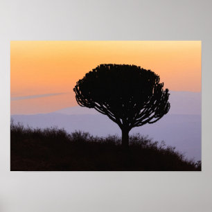 Leuchterbaum silhouettiert bei Sonnenaufgang, Poster