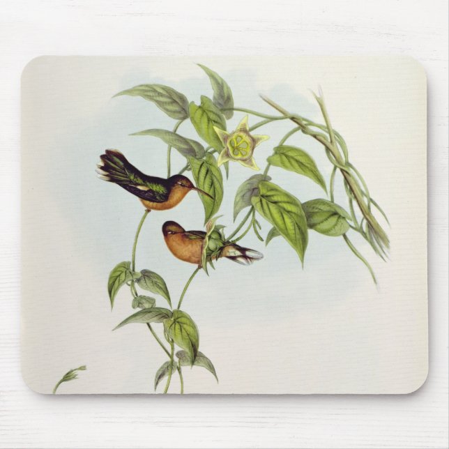 Leucippus Fallax Mousepad (Vorne)