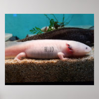 Leucistic Axolotl