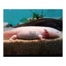 Leucistic Axolotl