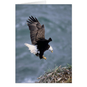 Leucocephalus de Haliaeetus