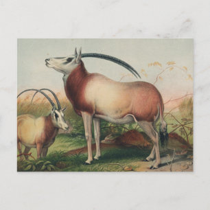Leucoryx Antelope von Joseph Wolf Postkarte