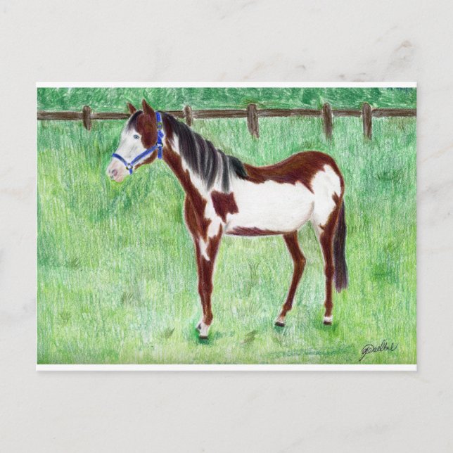 Levi Paint Horse Postkarte (Vorderseite)