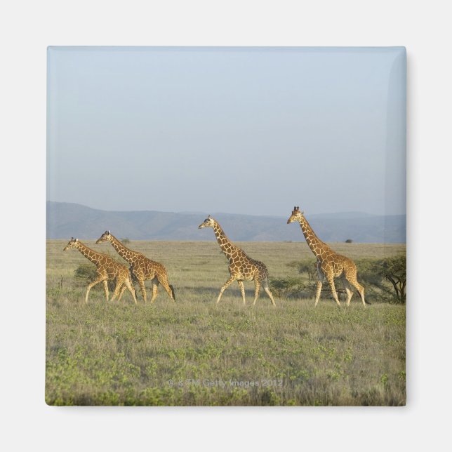 Lewa Wildlife Conservancy, Kenia Magnet (Vorne)