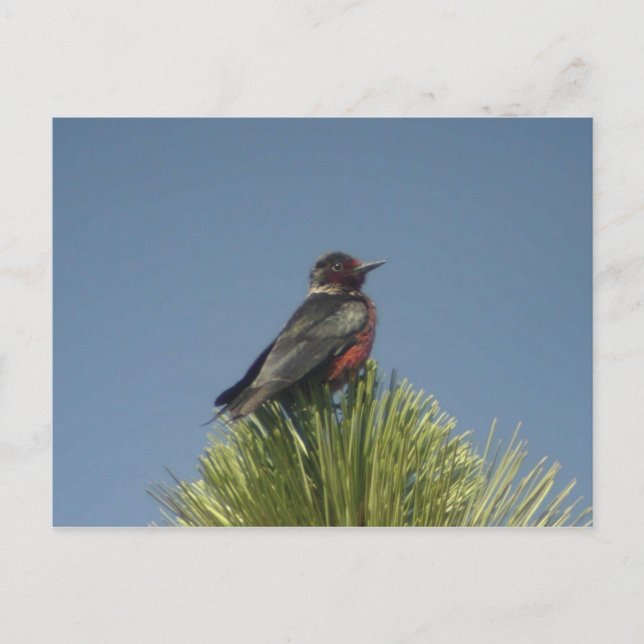 Lewis' Woodpecker Postcard Postkarte (Vorderseite)