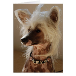 Lexi die großen Chinesen Crested