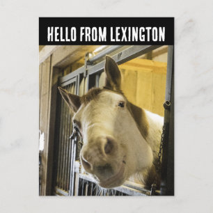 LEXINGTON KENTUCKY PFERD LÄCHELND FUN POSTKARTE