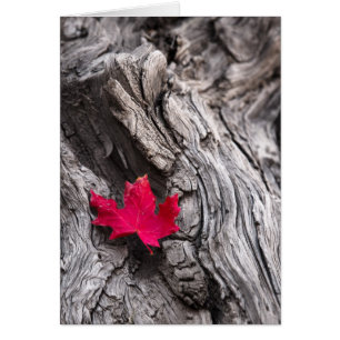 L'extrémité du voyage