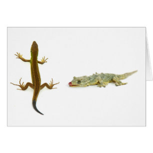 lézard