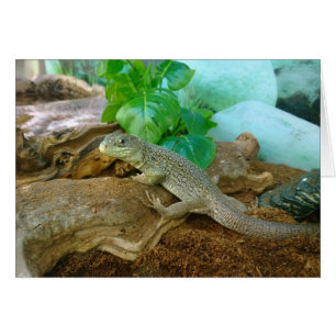 Lézard dans un Terrarium