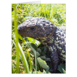 Lézard de langue bleue australienne,
