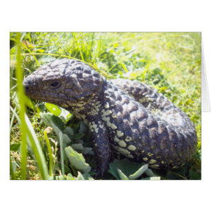 Lézard de langue bleue australienne,