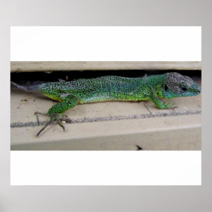 Lézard   Poster