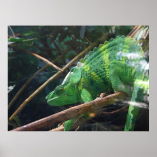 Lézard, Reptile, Chameleon, Poster de mur de la na