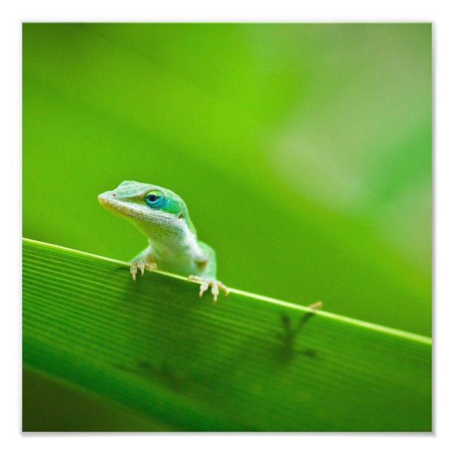 Lézard vert Rencontre Photographie d'Art (Devant)