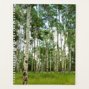 LG Planer Quaking Aspens @ Yellowstone