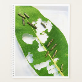 Lg Planner Tiny Monarch Caterpillar