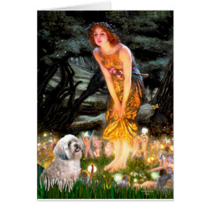 Lhasa Apso 10 - MidEve