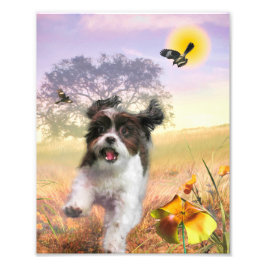 Lhasa Apso Dog HIGH SCHWANZ ZUHAUSE Fotodruck