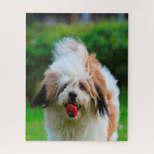 Lhasa-Apso-Hund.