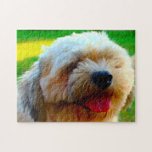 Lhasa-Apso-Hund.