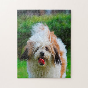 Lhasa Apso Hund Breed.
