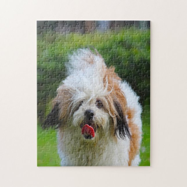 Lhasa Apso Hund Breed. (Vertikal)