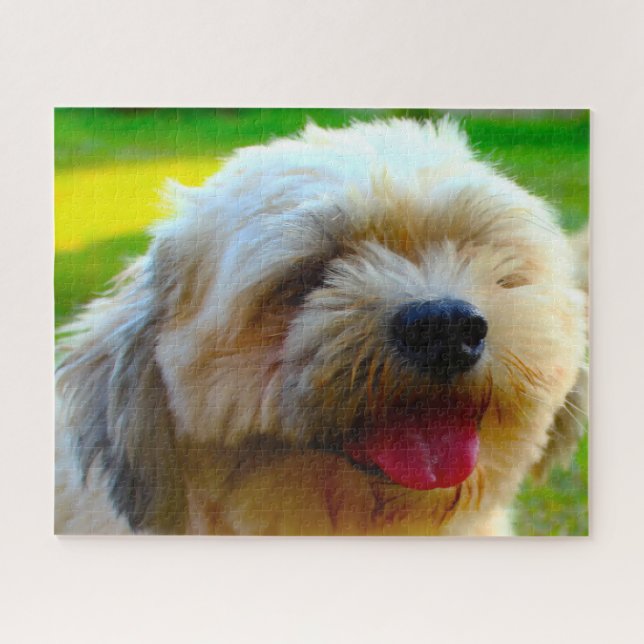 Lhasa Apso Hund Breed. (Horizontal)