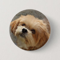 Lhasa Apso Hund im Garten