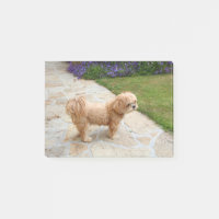 Lhasa Apso Hund im Garten