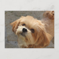 Lhasa Apso Hund im Garten