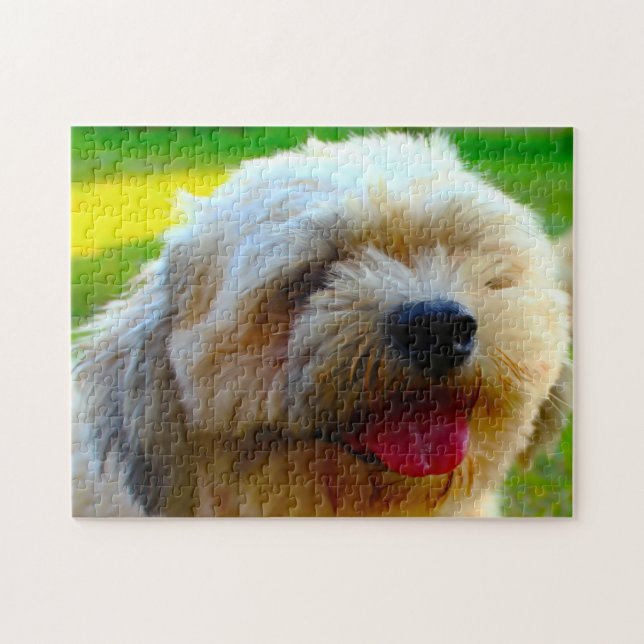Lhasa-Apso-Hundrasse. (Horizontal)