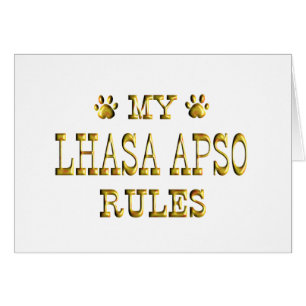 Lhasa Apso ordnet Gold an