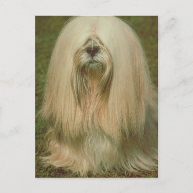 Lhasa Apso Postkarte (Vorderseite)