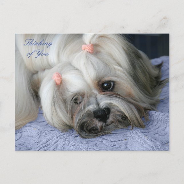 Lhasa Apso Rugged Little "Bark Lion Dog" Postkarte (Vorderseite)