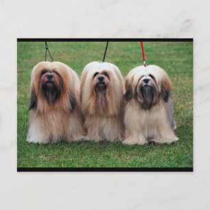 Lhasa Apso Trio Postkarte