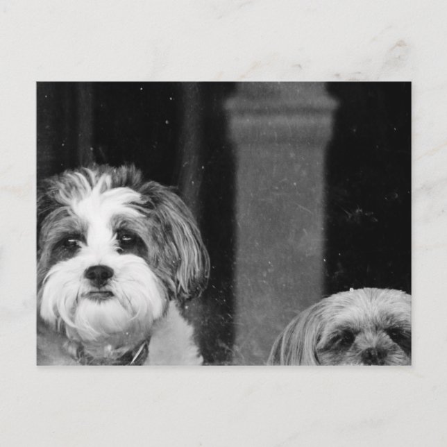 Lhaso Apso x Yorkie und ein Poodle x Shitzu Postkarte (Vorderseite)