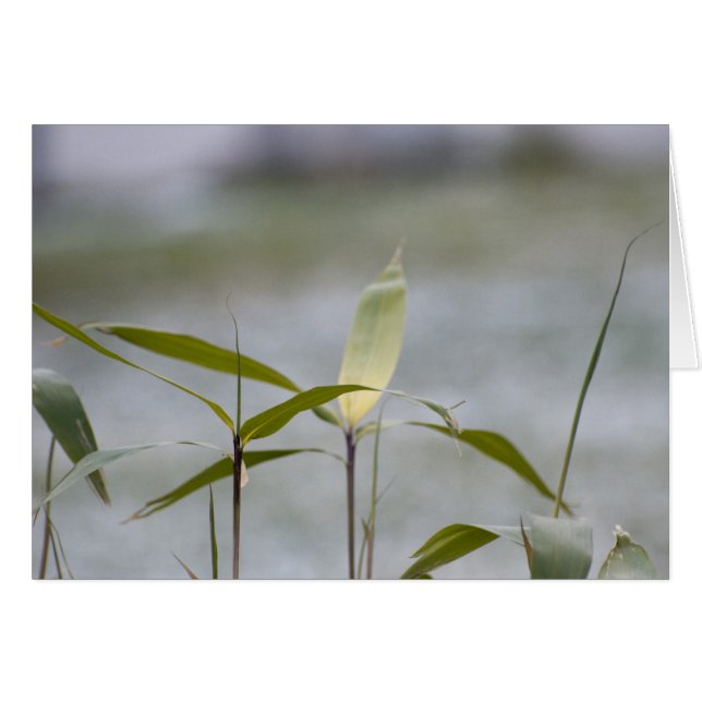 l'hiver arrive (Devant horizontal)