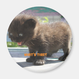 L'horreur de Magnet Cat