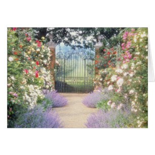 L'hybride rose Rose-A rayé le chemin pour