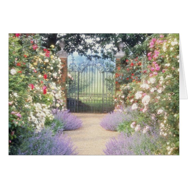 L'hybride rose Rose-A rayé le chemin pour (Devant horizontal)