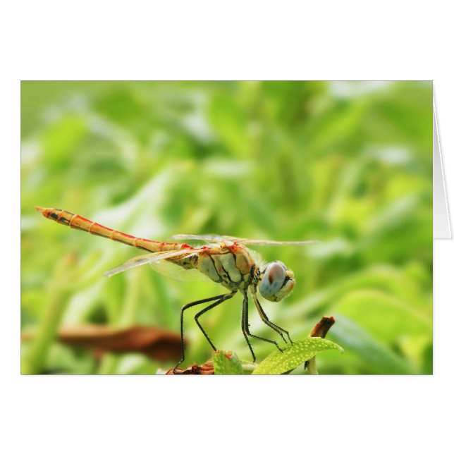 Libelle (Vorderseite (Horizontal))