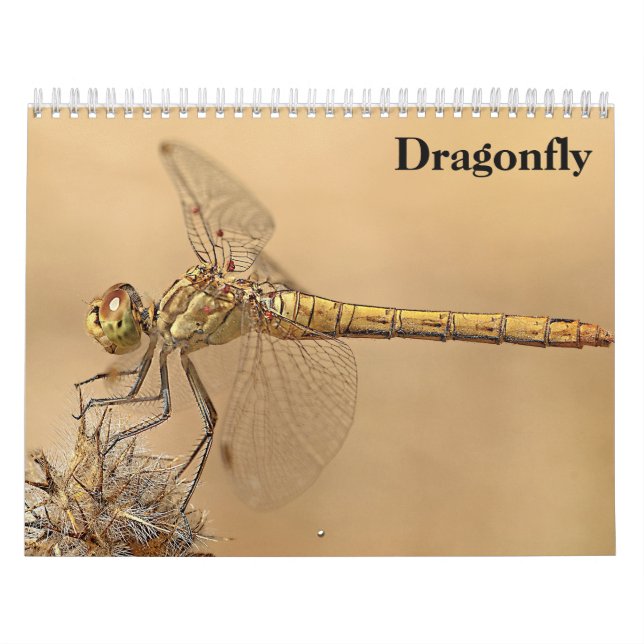 Libelle 2027 kalender (Titelbild)