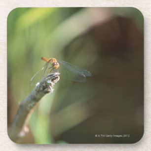 Libelle 5 getränkeuntersetzer