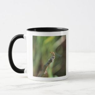 Libelle 5 tasse